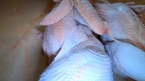 Бресс-гальская или Билефельдер каких кур лучше завести на мясо