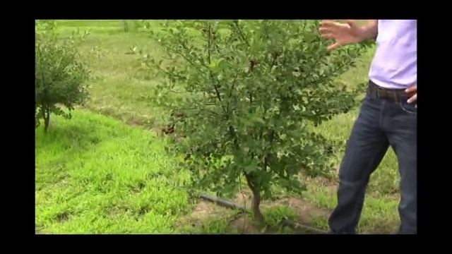 Why Small Carmine Jewel Bush Cherry Trees are So Beneficial - Gurney's Video смотреть онлайн