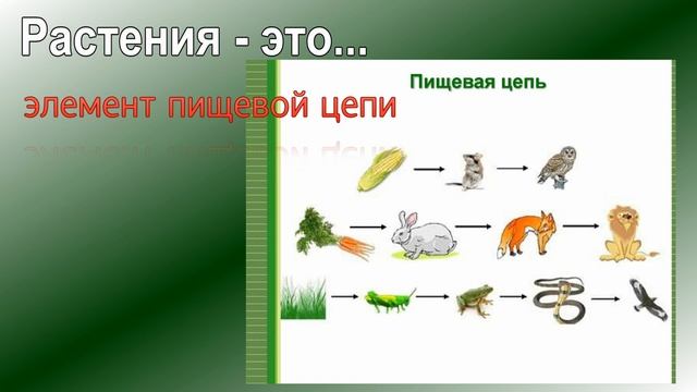 Видео пищевые связи в природных сообществах