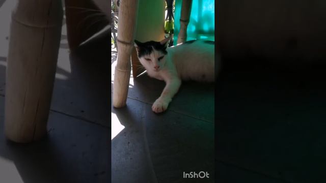 В жару ей особенно тяжело. смотреть онлайн