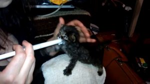 Кошка заболела, котят кормят из шприца