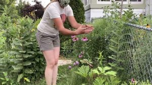 Urban Yard Transformation to Mostly Native Plants - July 2020 (WOMRA)