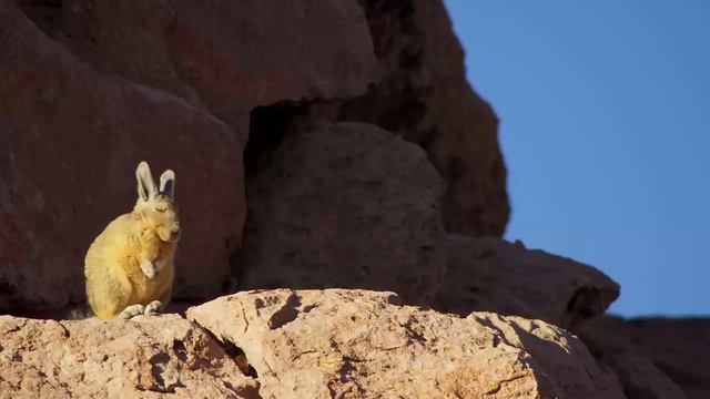 Viscacha