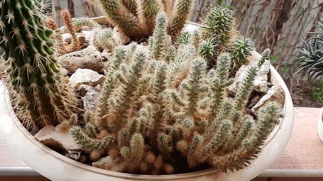 Любимые кактусы !Как легко  пересадить  кактус  непоранив руки.