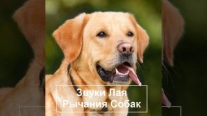 Собака лает звук