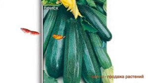 Кабачок обыкновенный Цукеша (tsukesha) ? кабачок Цукеша обзор: как сажать семена кабачка Цукеша