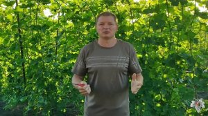 Чеканка Винограда! Делать или нет?