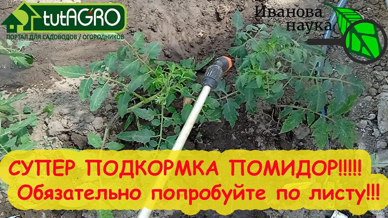 СУПЕРПОДКОРМКА ТОМАТА и ОГУРЦА ПО ЛИСТУ! Тысячи огородников уже пользуются этим рецептом подкормки!