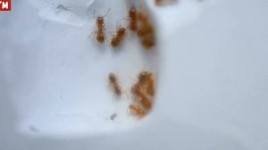 Муравьи Lasius flavus