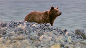 Сибирь (Дикая природа России)