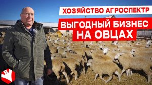 Выгодный бизнес на овцах | Овцеводство | КУЛЬТИВАТОР