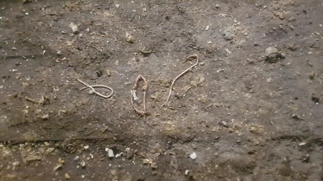 Глистогоним свиней. Профилактика и лечение. смотреть онлайн