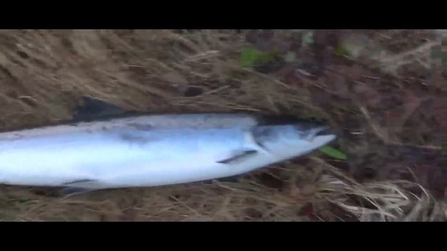 Рыбалка на Кольском . Семга . Есть первая ! Июнь 2018 год . смотреть онлайн