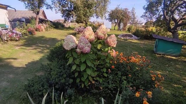 Гортензия Лайм Лайт в середине сентября ??. смотреть онлайн