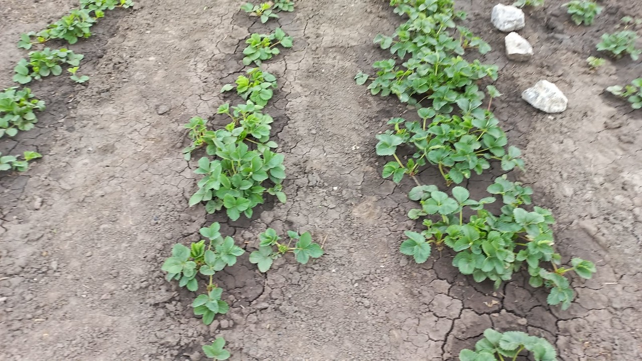 Уход за клубникой весной подкормка. Грядки для клубники. Подкормки земляники садовой. Клубника весной. Весенняя подкормка клубники весной.