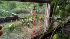 Обзор Томат Пинк Парадайз Sakata Япония Гибрид Созревание,вкус