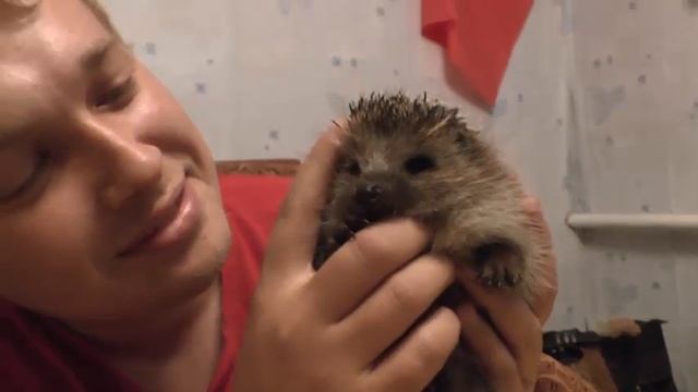 Кто сказал, что ежики не кусаются? смотреть онлайн