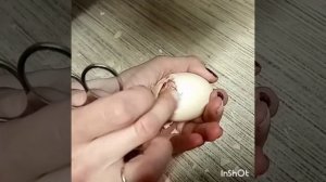 Как помочь птенцу вылупиться из яйца.