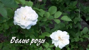 Белые розы. Дачные картинки.mp4