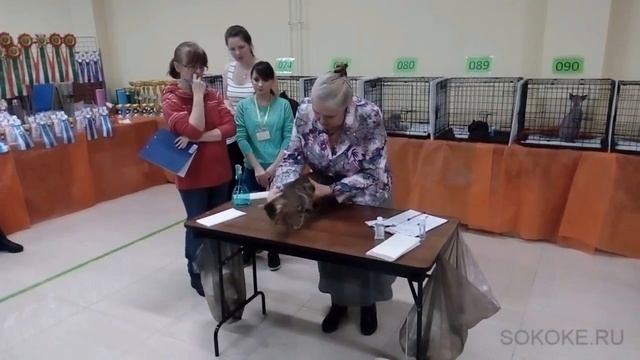 Первый котенок сококе в России на выставке кошек Кэт- Салон смотреть онлайн