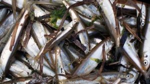 остров Попова, Владивосток, Россия - слайдшоу