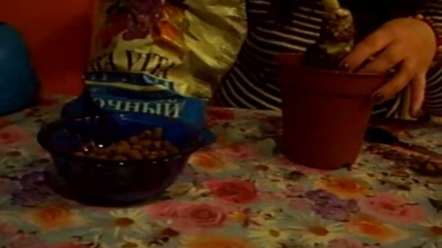 Посадка амариллиса (гиппеаструма) смотреть онлайн