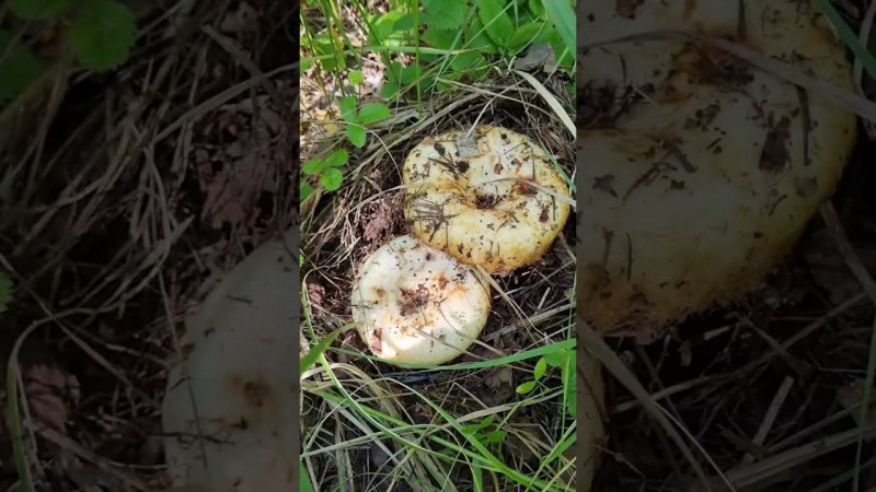 Сбор Груздей в Самарской области...