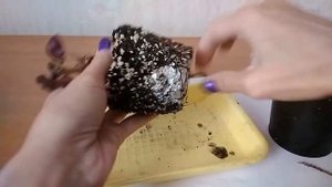 Цикламены -  пробуждение после периода покоя