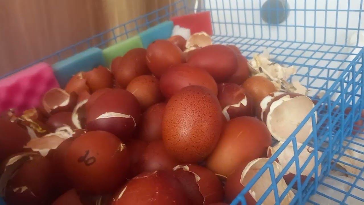 Цыплята и инк яйцо на продажу.8 903 193 21 01 звоните смотреть онлайн