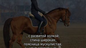 Буденновская порода лошадей