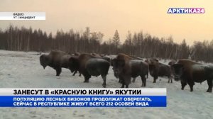 Лесных бизонов занесут в «Красную книгу» Якутии