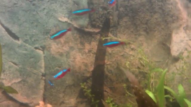 Неон заболел смотреть онлайн