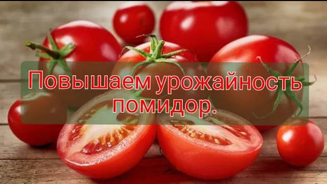 ЧЕМ ПОДКОРМИТЬ ПОМИДОРЫ_ ПОВЫШАЕМ УРОЖАЙНОСТЬ С ПОМОЩЬЮ УДОБРЕНИЙ.