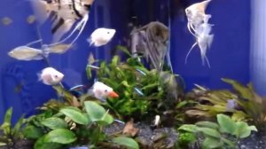 Угловой аквариум