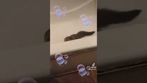 Норка, видео животного в домашних условиях.