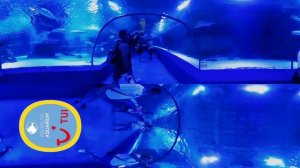 Аквариум Анталия. Aquarium Antalya. Видео 360.