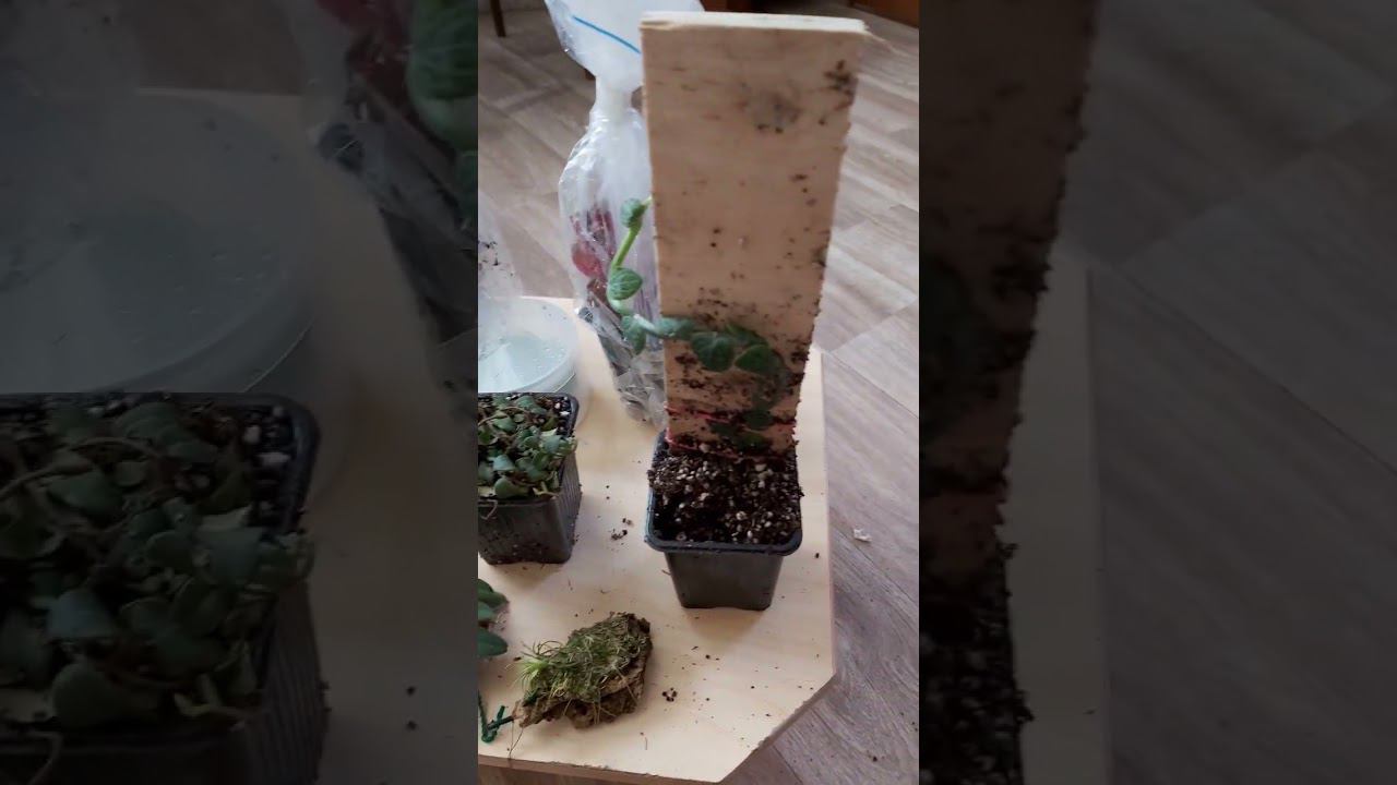 #растения в новый #флорариум - призы от @florariumplants