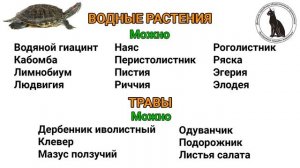 Красноухая черепаха – чем кормить. Что можно и что нельзя давать красноухим черепахам