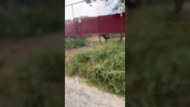 Отдых Ганвеста В Деревне (влог 2 часть) смотреть онлайн