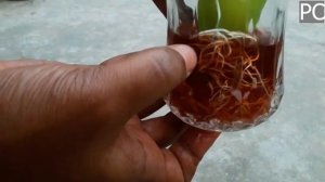 Выращивание бананового дерева из банана по корневым гормонам???