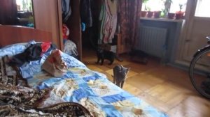 тестирование отпугивателя от собак. действие на кошек. Антидог чистон - 11