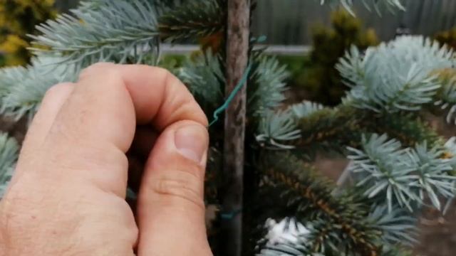 РАСТЕНИЯ НА ОПОРАХ -УДЕЛЯЕМ ОСОБОЕ ВНИМАНИЕ !!!
