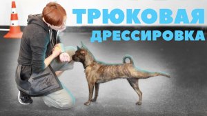 Трюковая дрессировка - Как собаки выполняют трюки - Польза трюковой дрессировки
