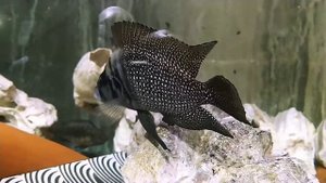 Альтолампрологус кальвус блэк пикторал на икре сразу 2 самки