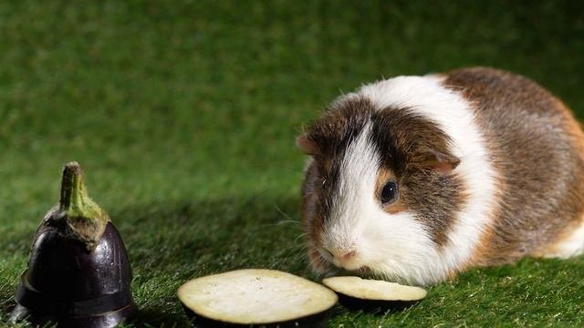 この動画はストレスを解消し、あなたを幸せにします。ASMR。 モルモットはフルーツや野菜を食べています。瞑想とリラックス。お気に入りのペット。