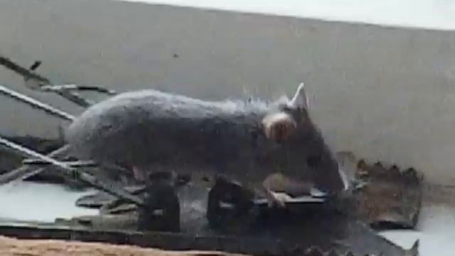 На 1.40 минуте МЫШЬ красиво попала в мышеловку. Lustige Maus. Funny Mouse. Komik Fare