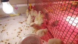 Сравниваю корма  для бройлеров. Южная Корона и Самарский комбикормовый. Бройлерам первые сутки.