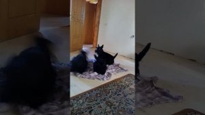 Шотландский танец в исполнении шотландского скотч-терьера