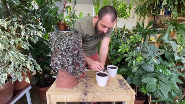 Размножение церопегии смотреть онлайн