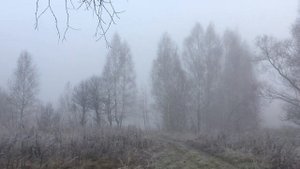 Выращивание леса на с/х земле. Семинар. Перспективы. Лесоводству быть! agrolesovodstvo.com